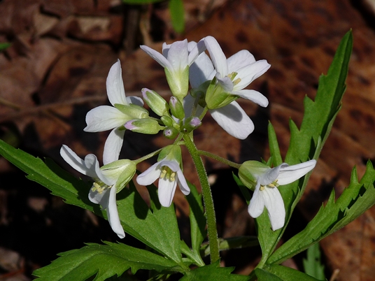 {Cardamine concatenata}
